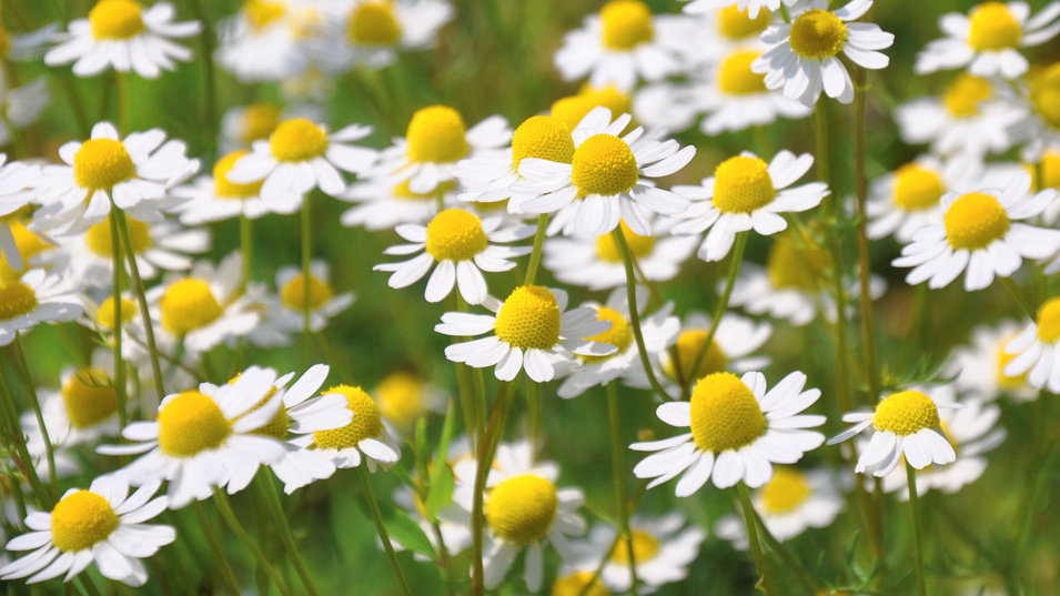 Field of Chamomile Flowers